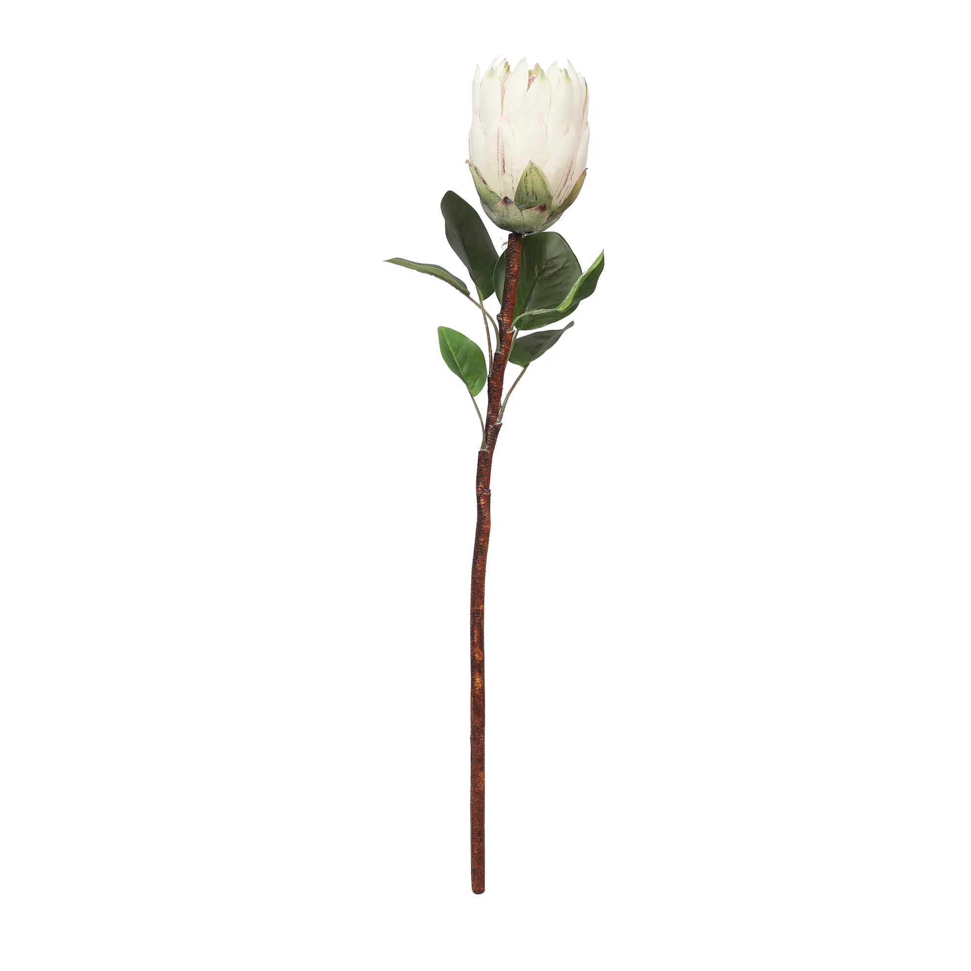 Blume Artificial Flower Protea Stem 66cm in White Colour By Living Essence - HomeTown