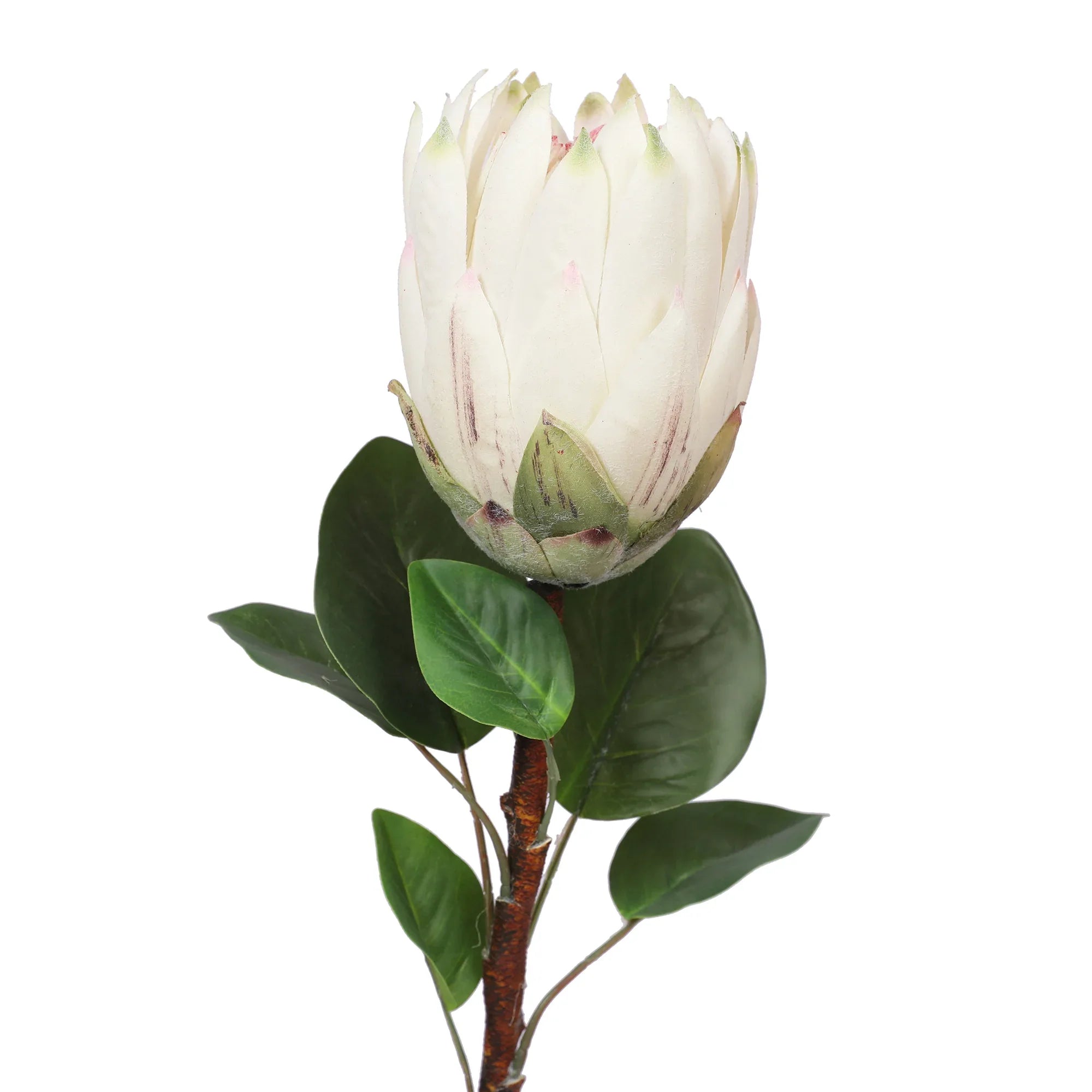 Blume Artificial Flower Protea Stem 66cm in White Colour By Living Essence - HomeTown