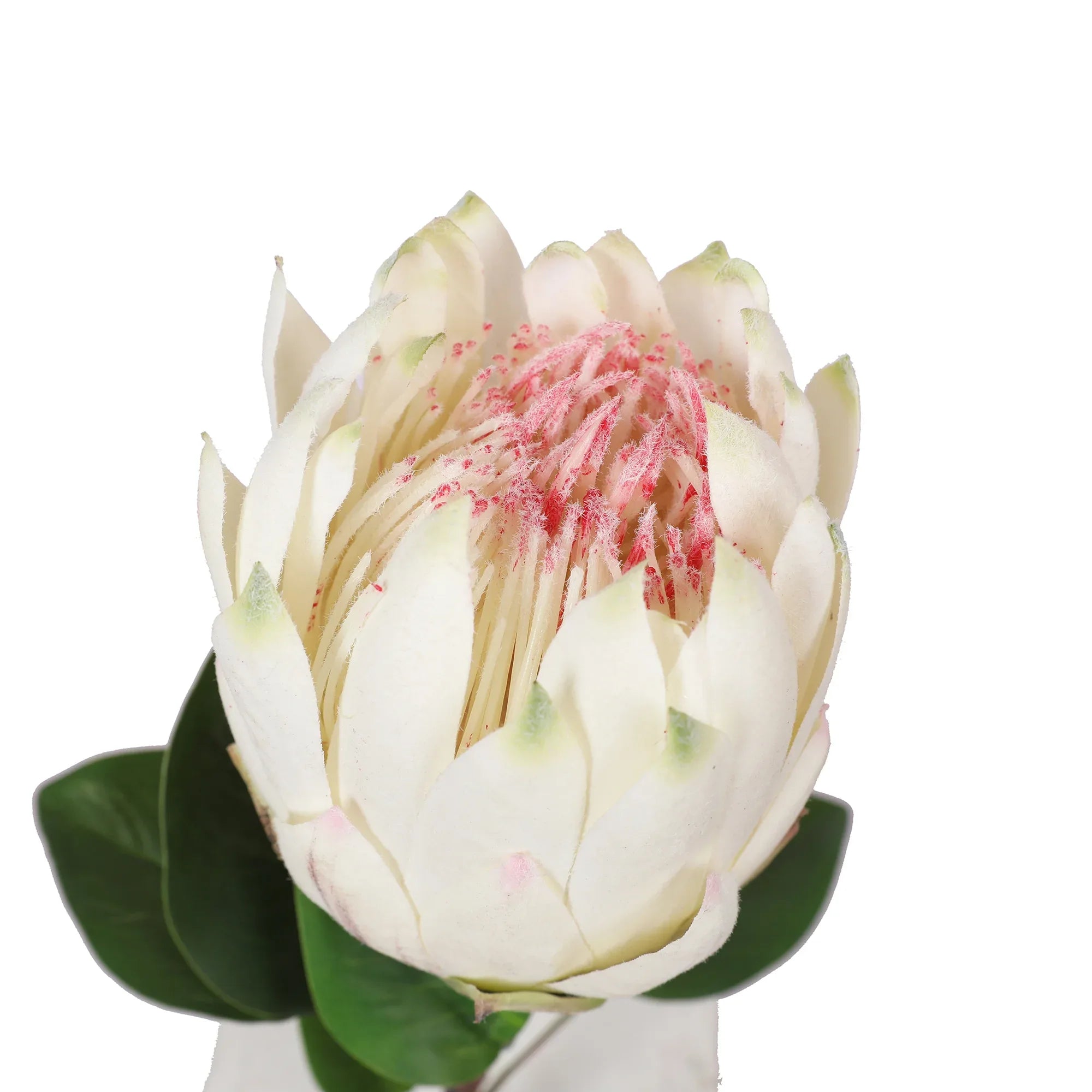 Blume Artificial Flower Protea Stem 66cm in White Colour By Living Essence - HomeTown