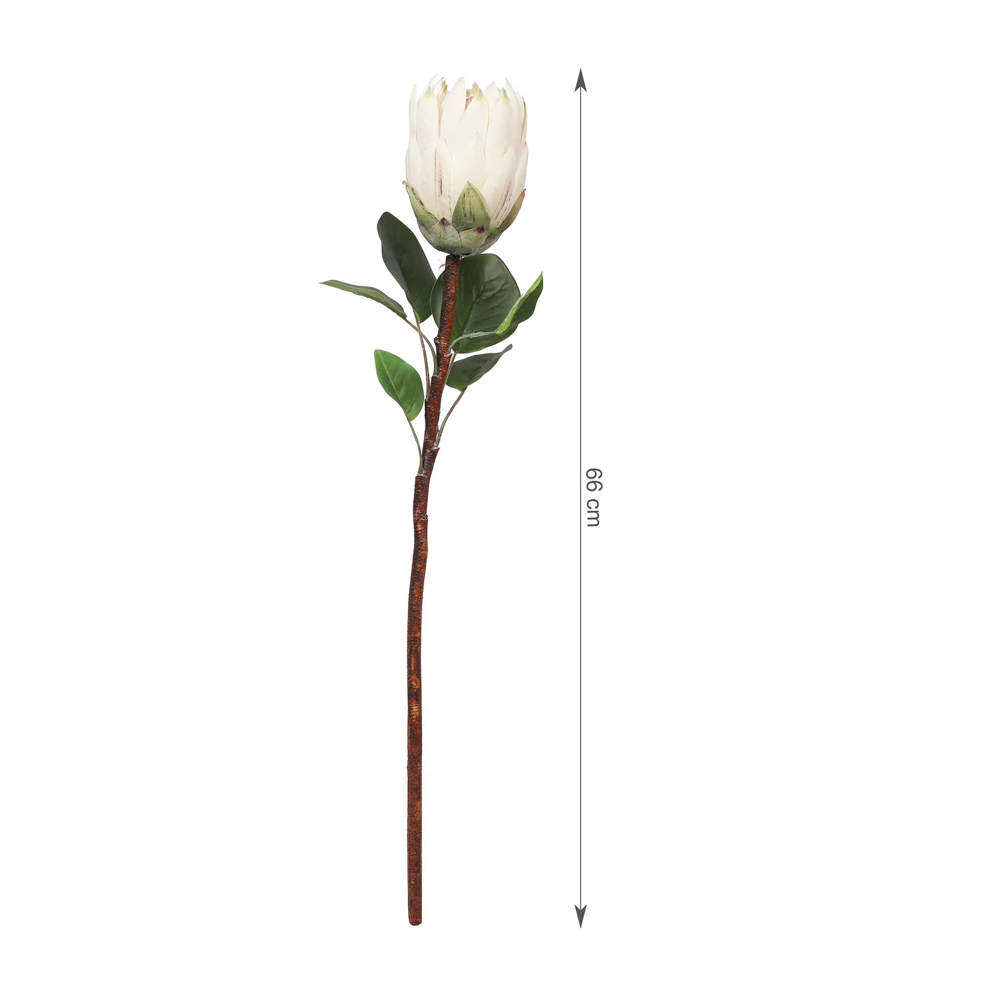 Blume Artificial Flower Protea Stem 66cm in White Colour By Living Essence - HomeTown