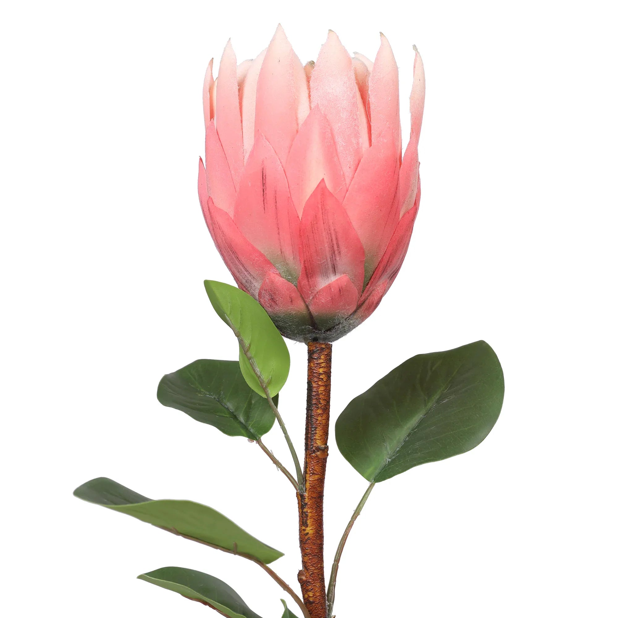 Blume Artificial Flower Protea Stem 66cm in Peach Colour By Living Essence - HomeTown