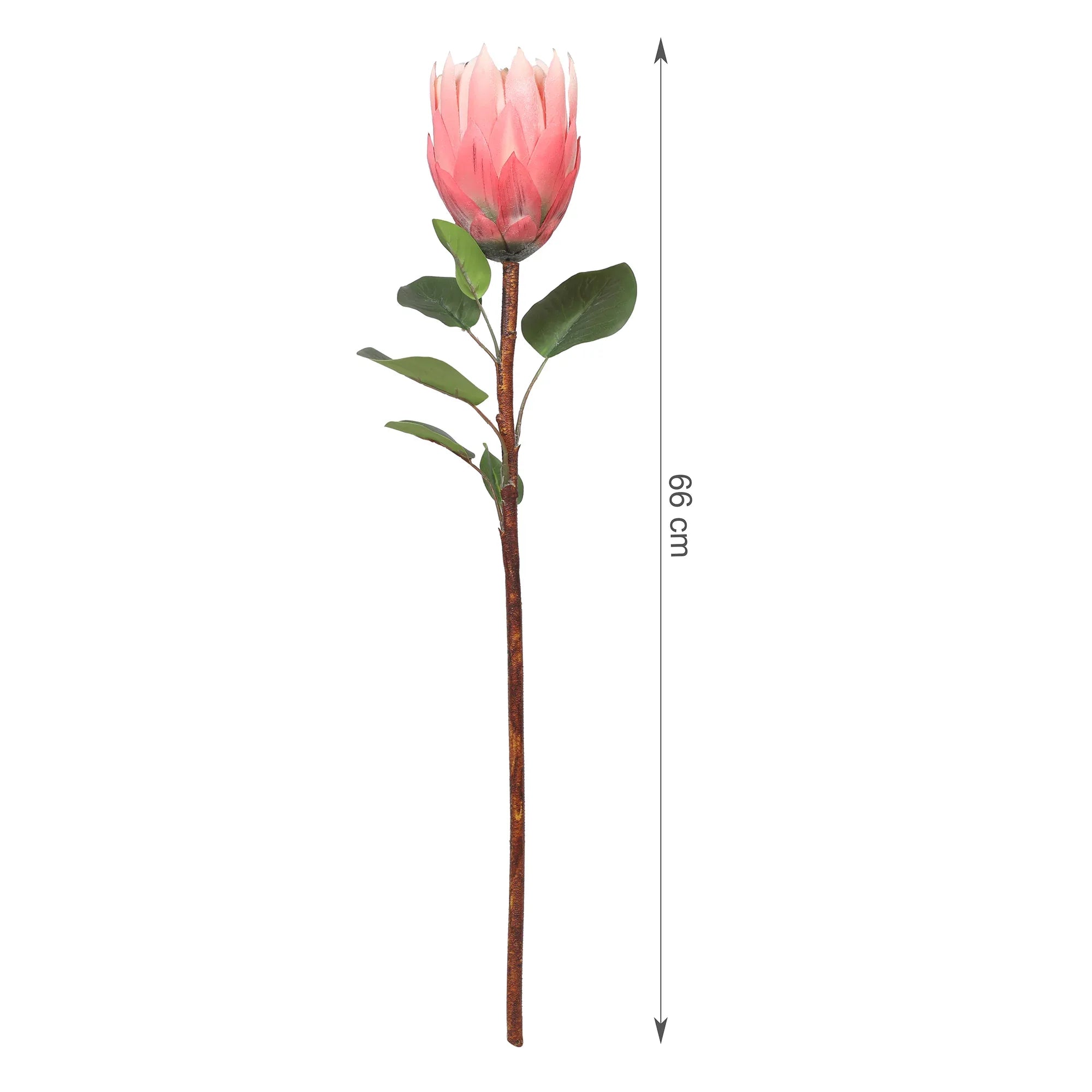 Blume Artificial Flower Protea Stem 66cm in Peach Colour By Living Essence - HomeTown