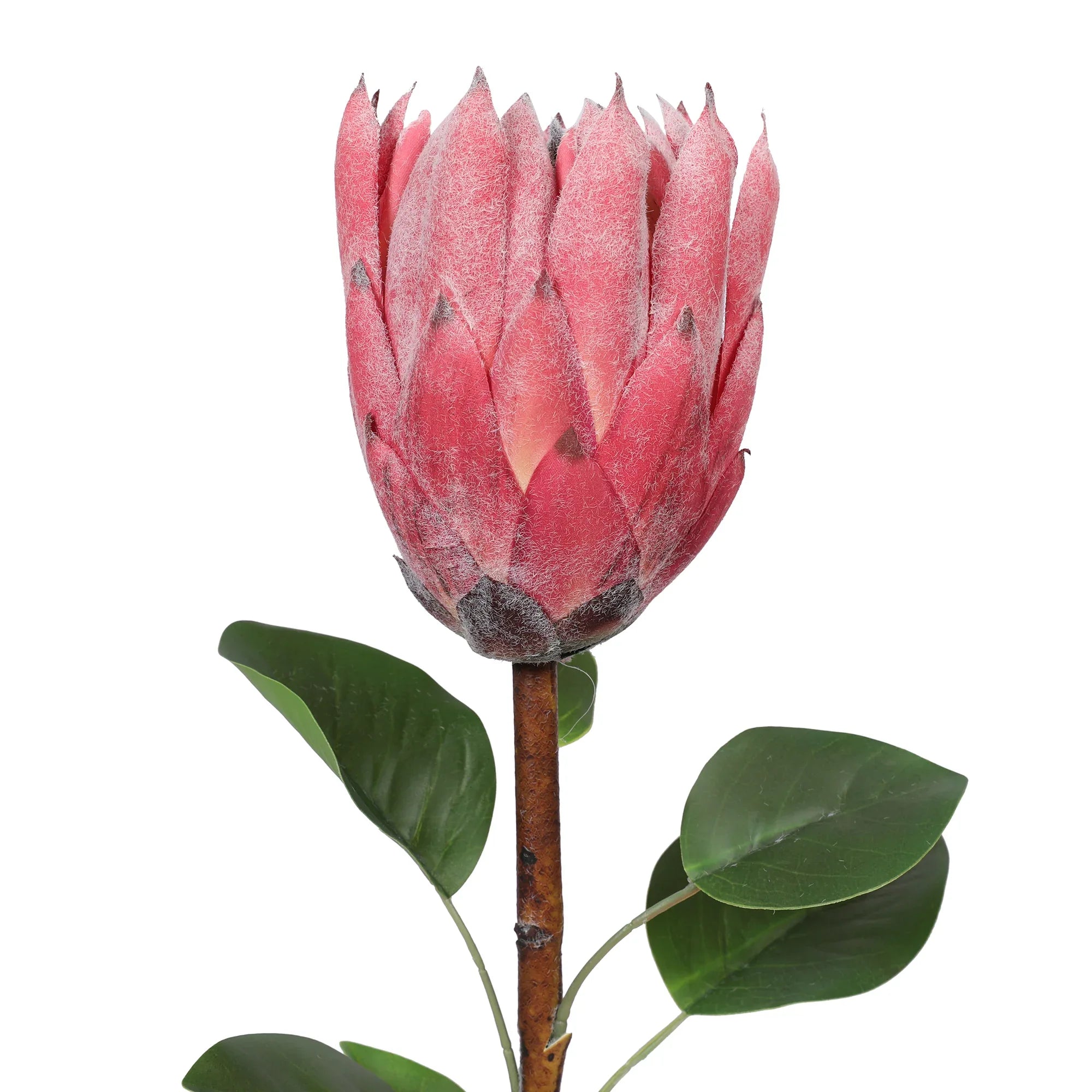 Blume Artificial Flower Protea Stem 66cm in Pink Colour By Living Essence - HomeTown