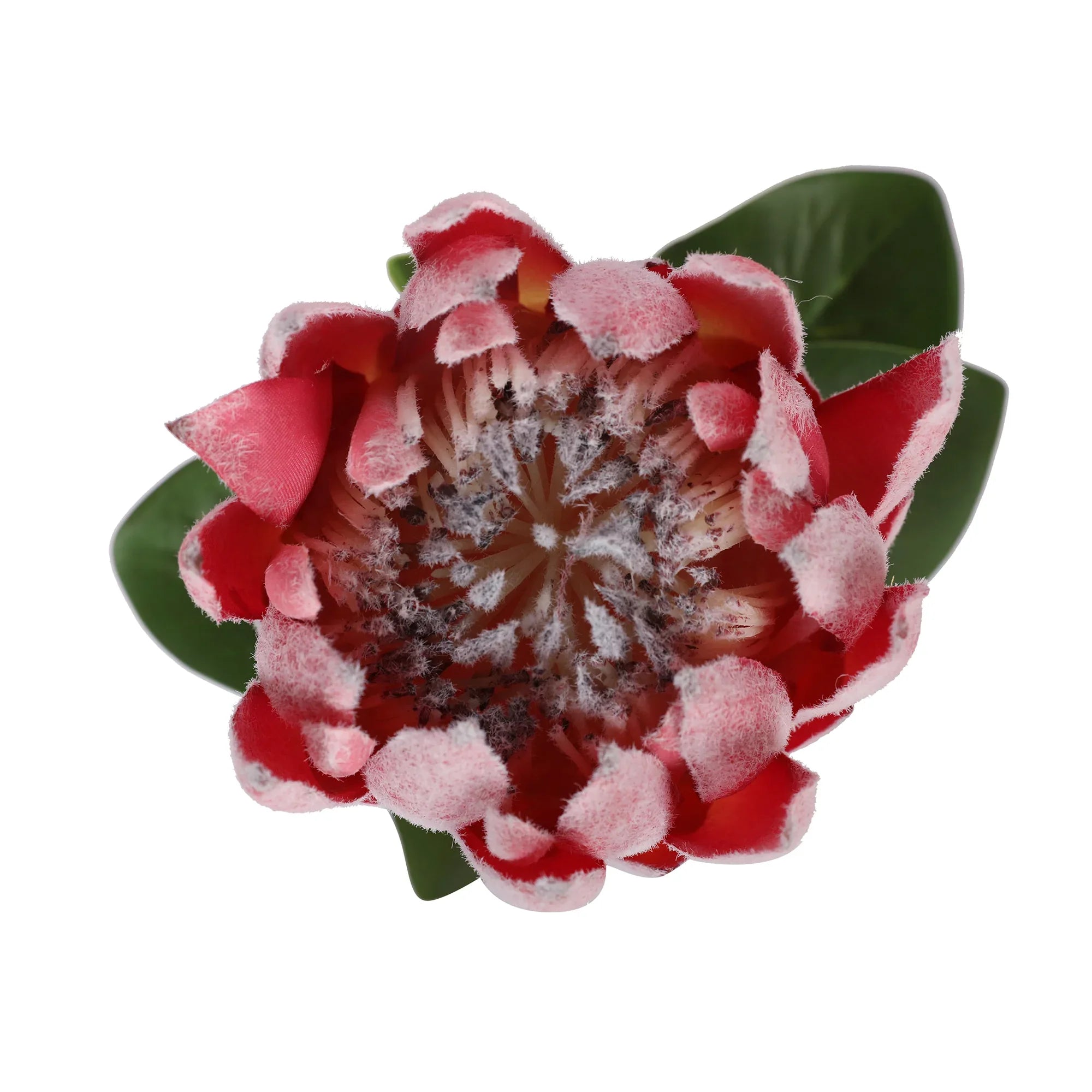 Blume Artificial Flower Protea Stem 66cm in Pink Colour By Living Essence - HomeTown