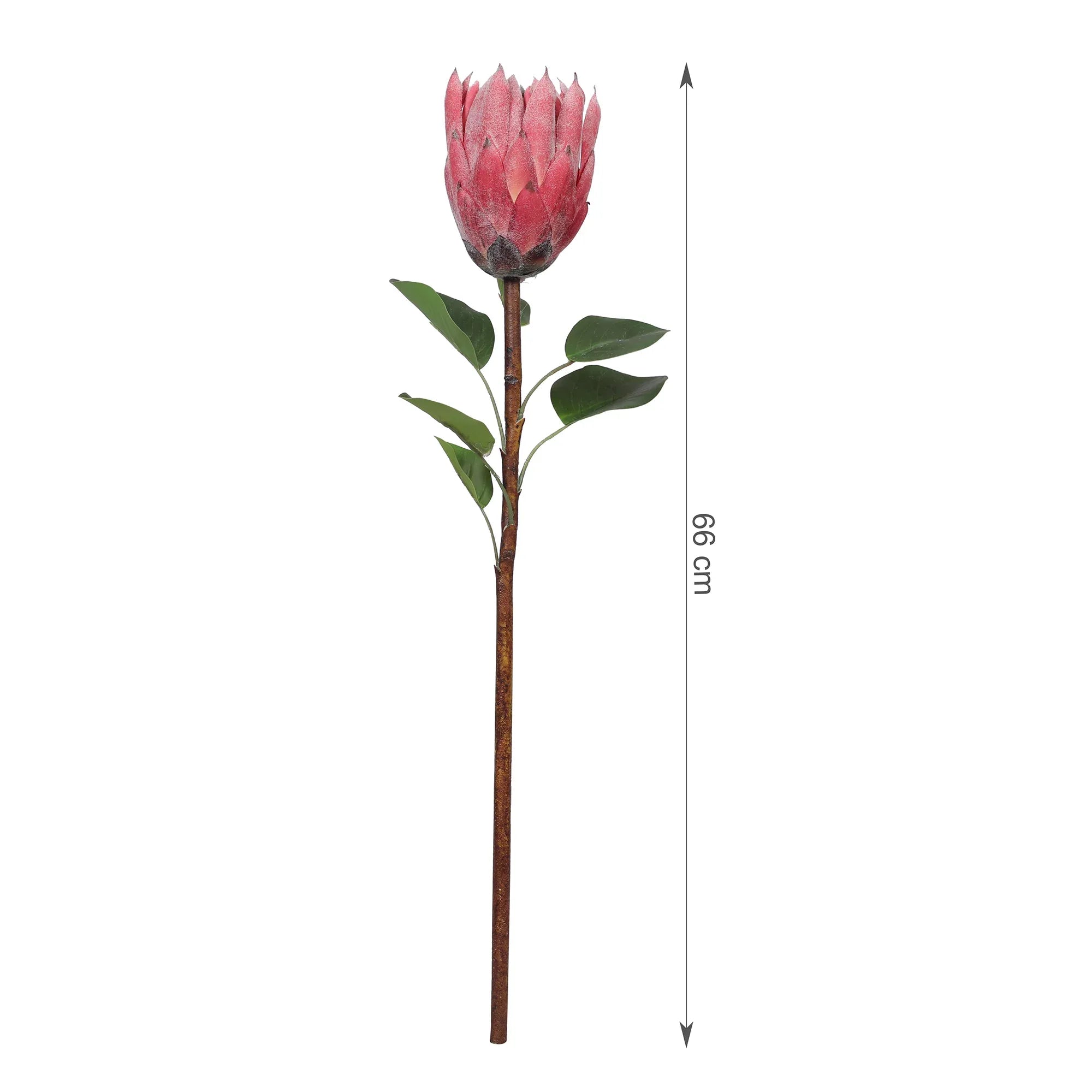 Blume Artificial Flower Protea Stem 66cm in Pink Colour By Living Essence - HomeTown