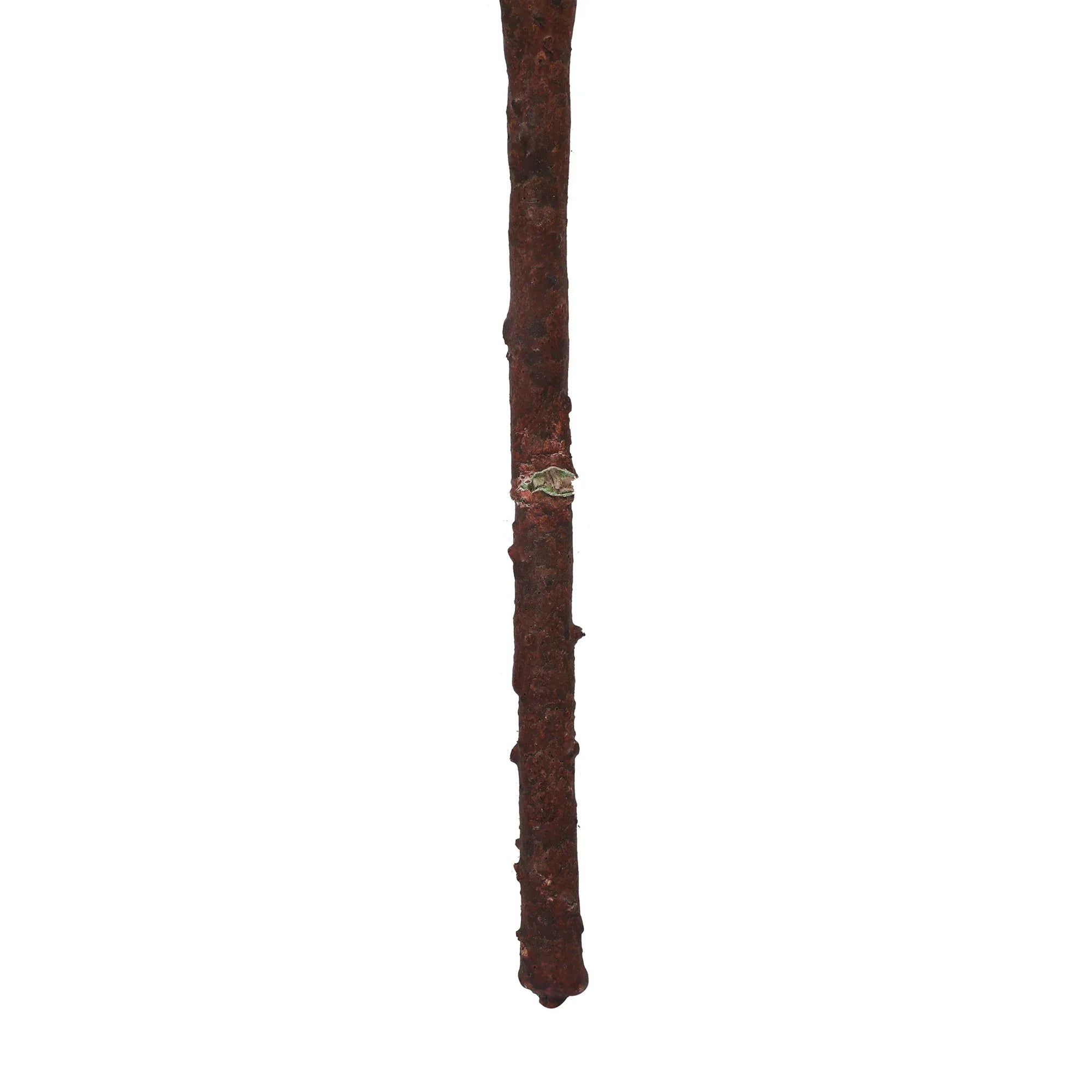 Blume Artificial Flower Rose Stem 58cm in White Colour By Living Essence - HomeTown