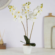 Ilana Artificial Orchid Potted Plant 55Cm in White Colour - HomeTown