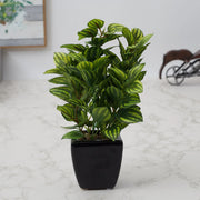 Ilana Faux Peperomia Ceramic Potted Plant 22 Cm in Green Colour - HomeTown