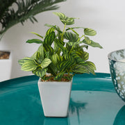 Ilana Faux Peperomia Ceramic Potted Plant 19 Cm in Green Colour - HomeTown