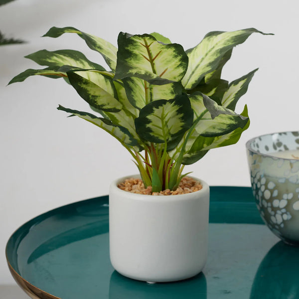 Ilana  Faux Dieffnbchia 2 Ceramic Potted Plant 25 Cm in Green Colour dimensions