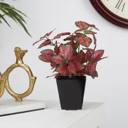 Ilana Faux Hypoestes Ceramic Potted Plant 19 Cm in Red Colour - HomeTown