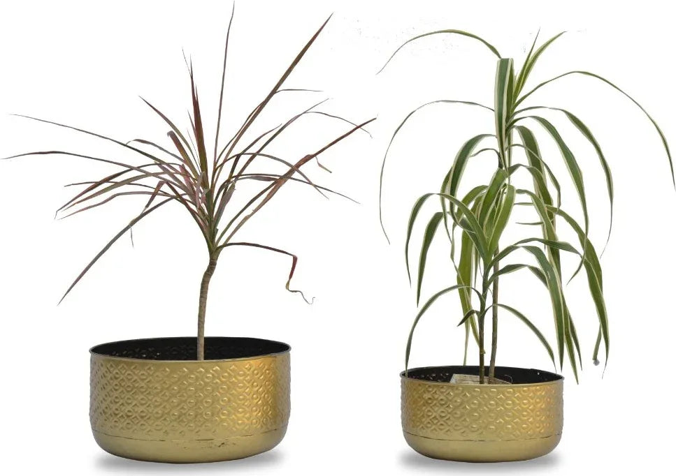 Planter Metal Kaveri Big by Vedas - HomeTown