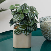 Ilana Faux Peperomia Ceramic Potted Plant 20 Cm in Green Colour - HomeTown