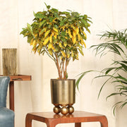 Cosmos Metal Planter 20 cm in Gold Colour - HomeTown