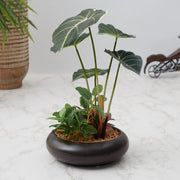 Ilana Faux Alocosia Ceramic Potted Plant 33 Cm in Green Colour - HomeTown