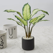 Ilana Faux Dieffenbachia Ceramic Potted Plant 42 Cm in Green Colour - HomeTown