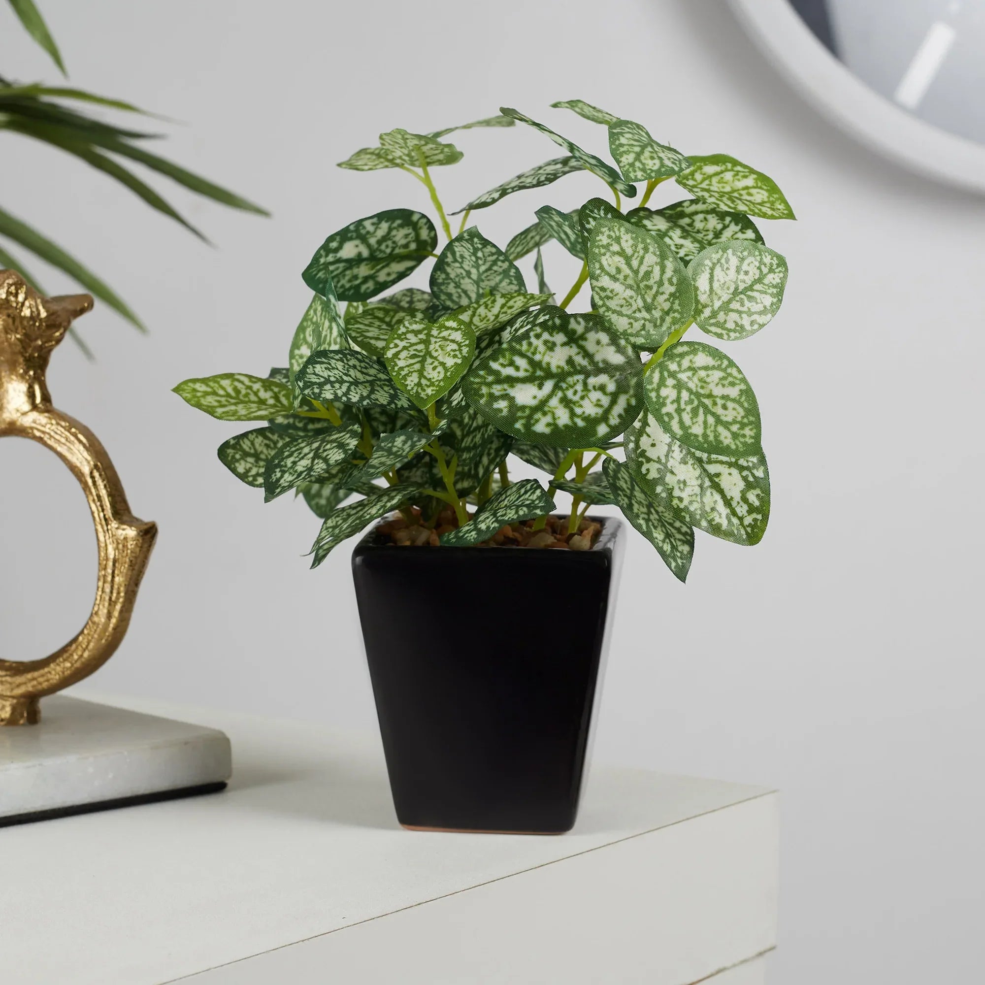 Ilana Faux Hypoestes Ceramic Potted Plant 19 Cm in Green Colour - HomeTown