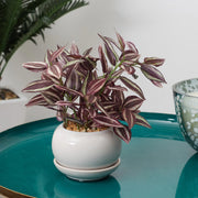Ilana Faux Wandering Jew Ceramic Potted Plant 24 Cm in Green Colour - HomeTown