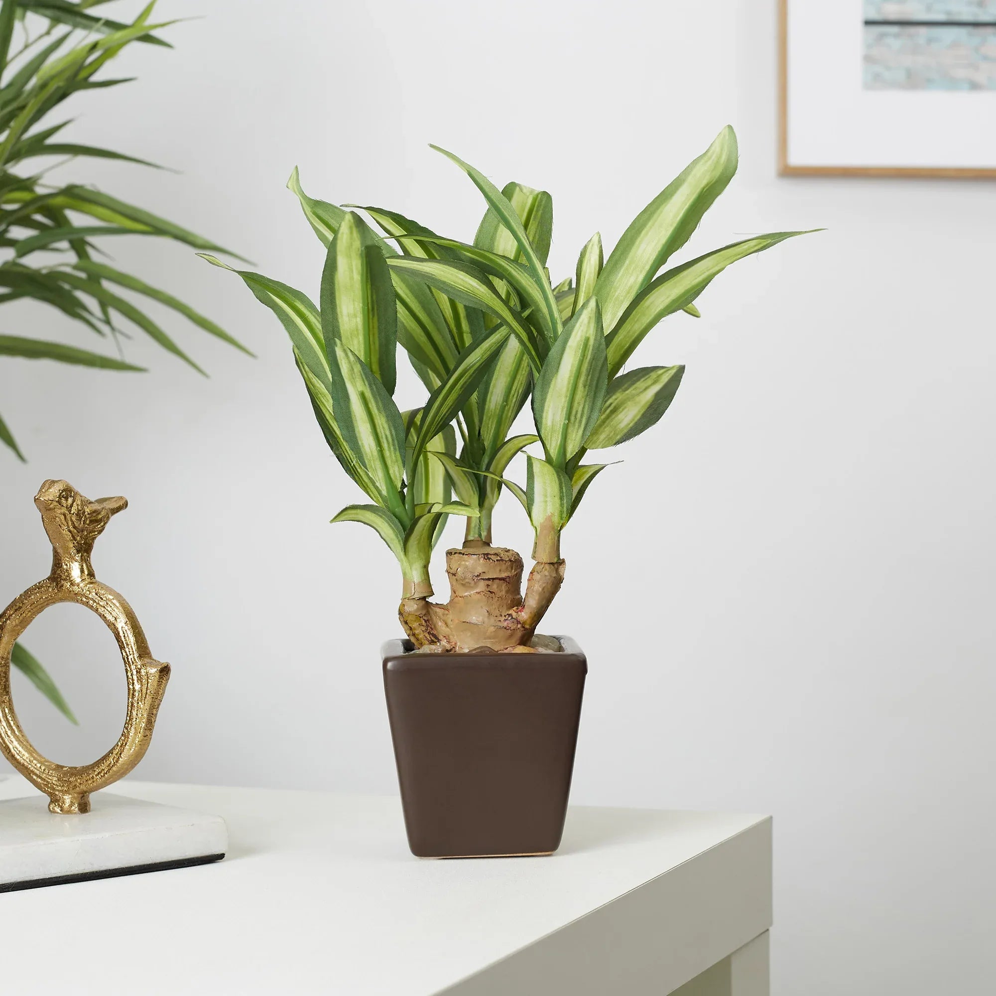 Ilana Faux Mini Dracaena 1 Ceramic Potted Plant 24 Cm in Green Colour - HomeTown