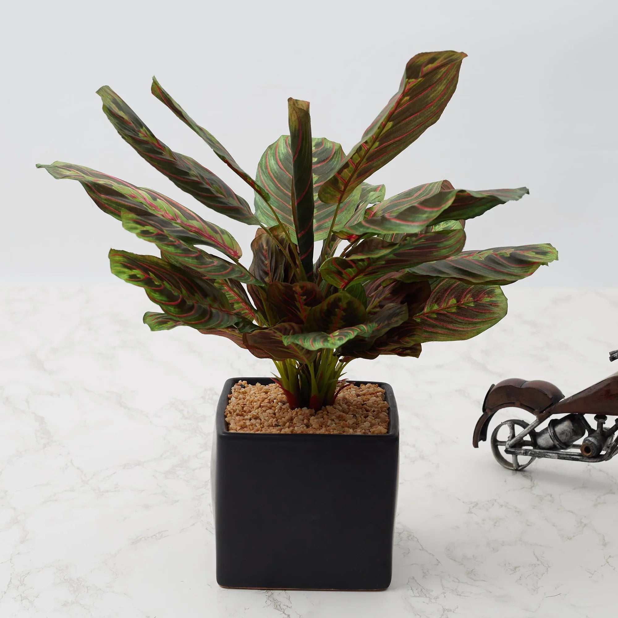 Ilana Faux Maranta Ceramic Potted Plant 45 Cm in Green Colour - HomeTown