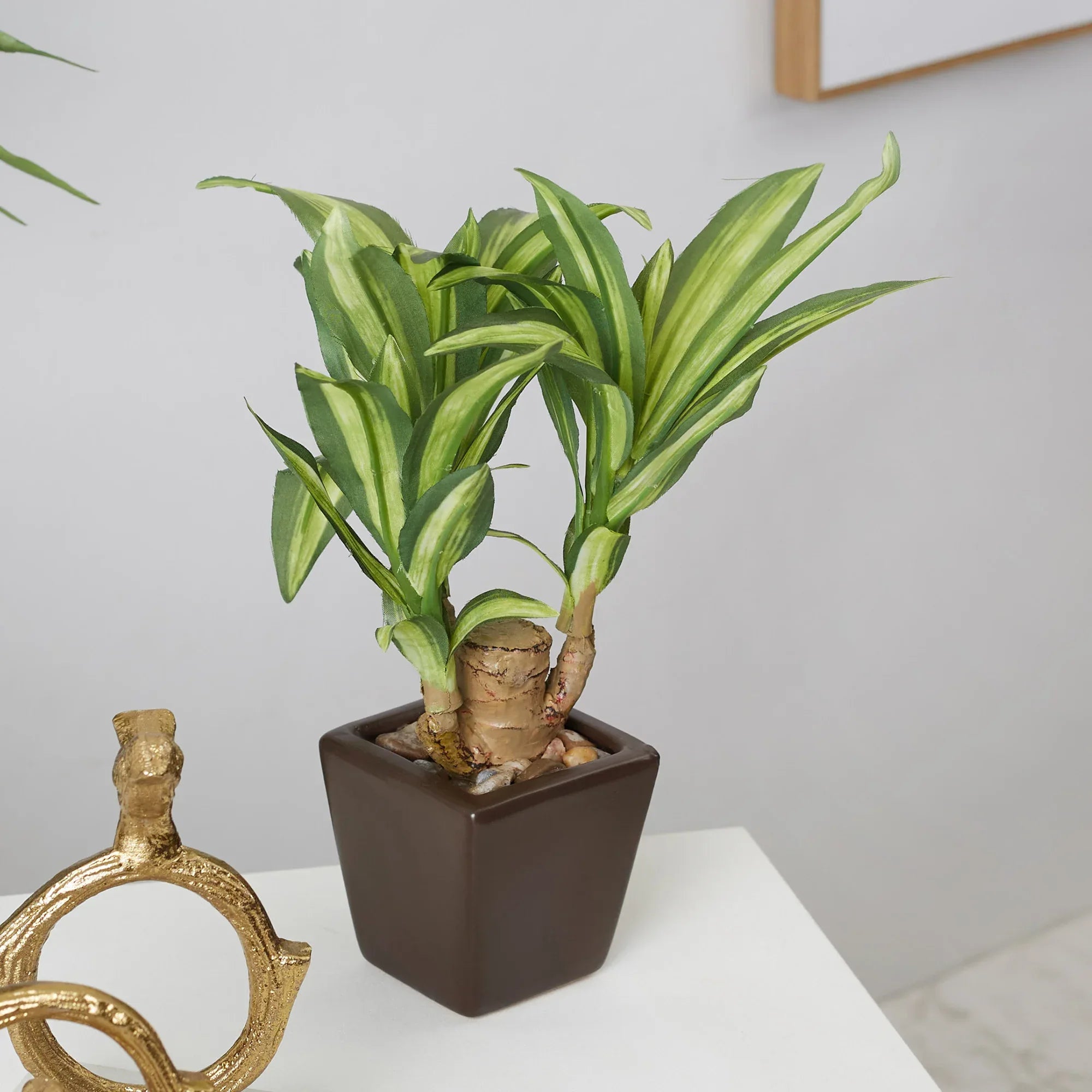 Ilana Faux Mini Dracaena 1 Ceramic Potted Plant 24 Cm in Green Colour - HomeTown