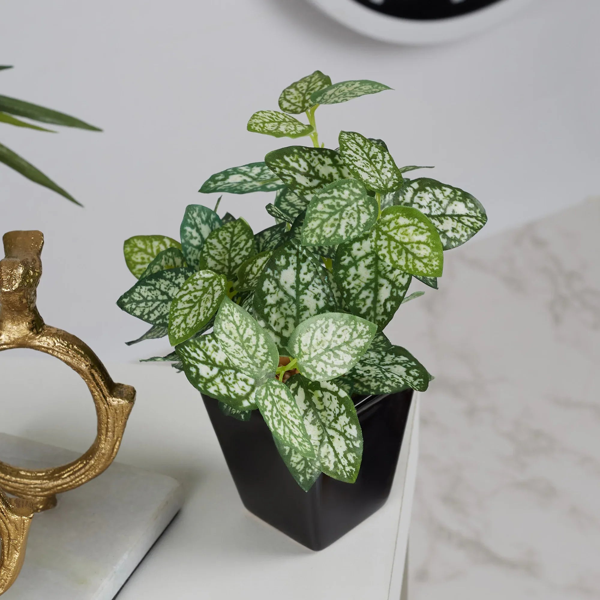 Ilana Faux Hypoestes Ceramic Potted Plant 19 Cm in Green Colour - HomeTown