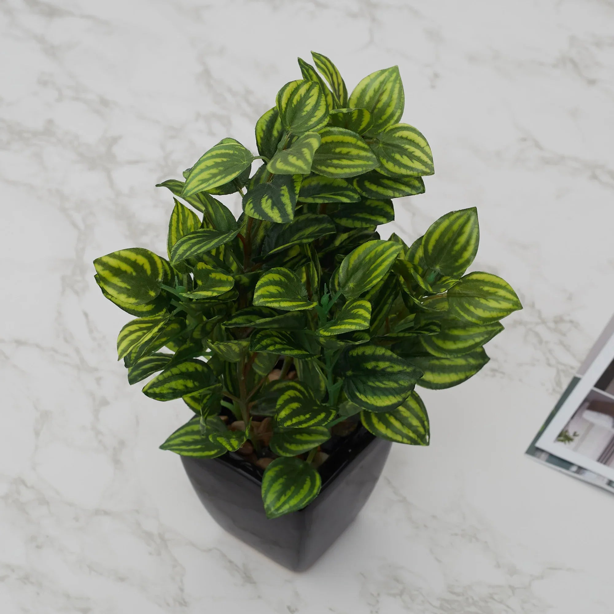 Ilana Faux Peperomia Ceramic Potted Plant 22 Cm in Green Colour - HomeTown
