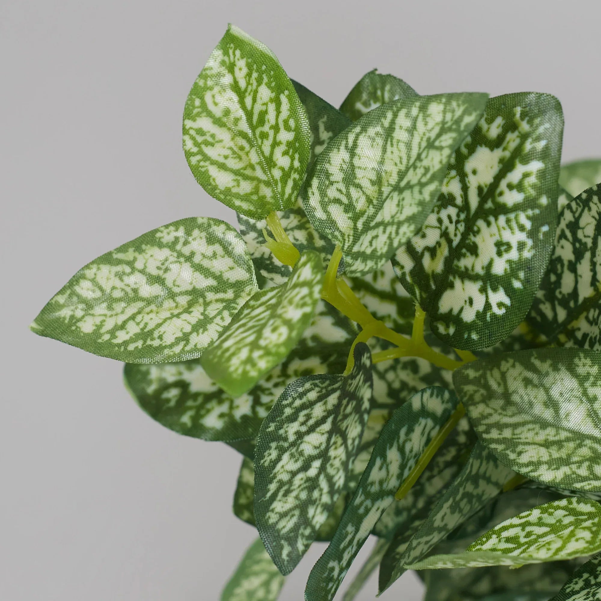 Ilana  Faux Hypoestes Ceramic Potted Plant 27 Cm in Green Colour