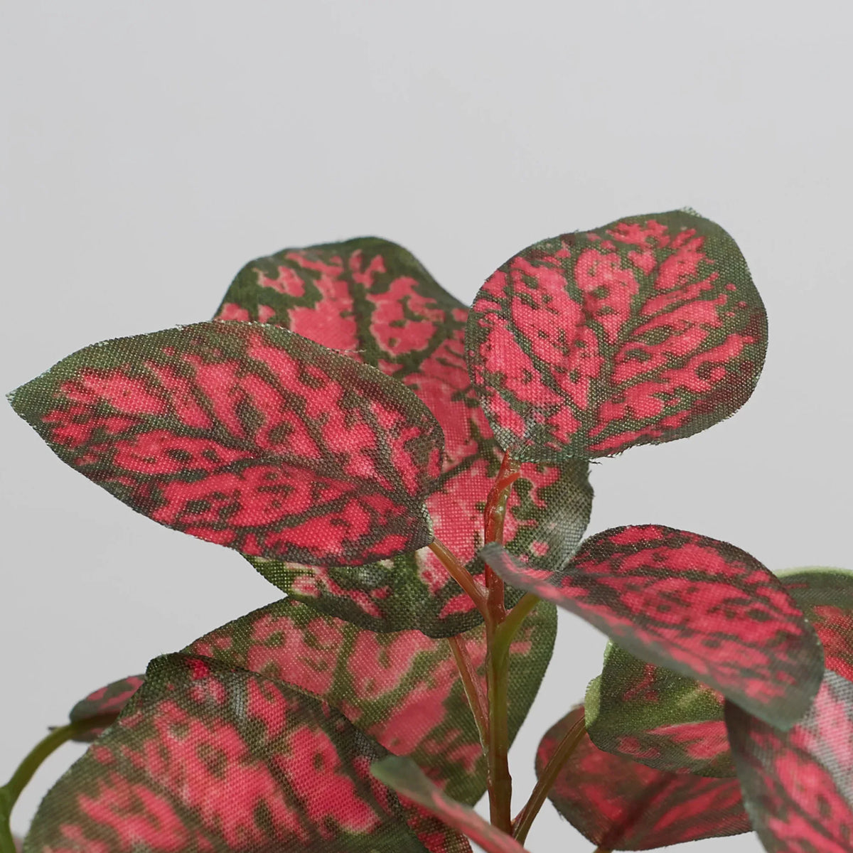 Ilana Faux Hypoestes Ceramic Potted Plant 20 Cm in Red Colour - HomeTown