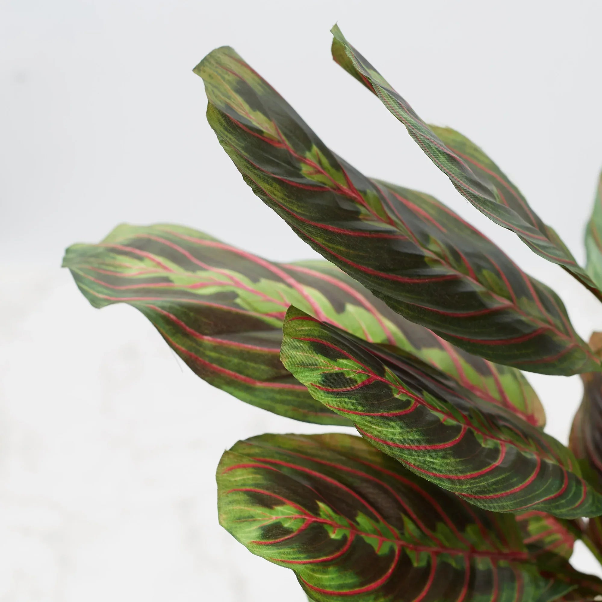 Ilana Faux Maranta Ceramic Potted Plant 45 Cm in Green Colour - HomeTown