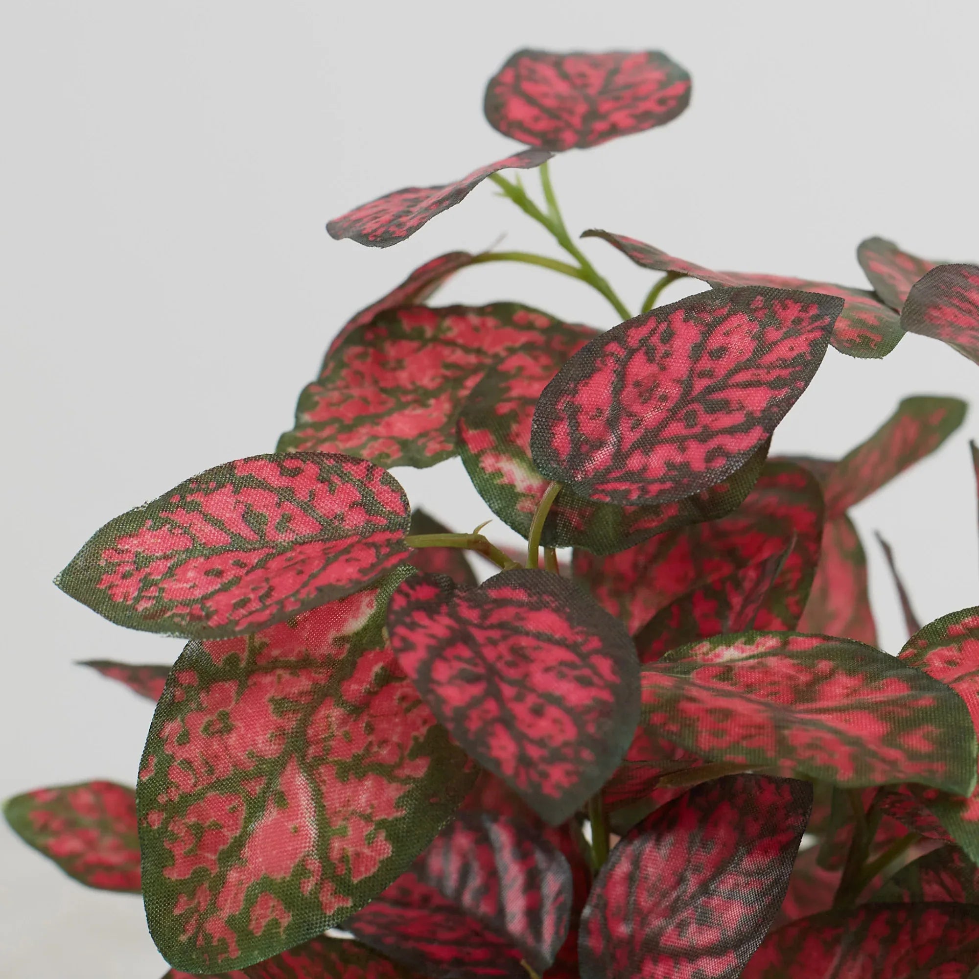 Ilana Faux Hypoestes Ceramic Potted Plant 19 Cm in Red Colour - HomeTown