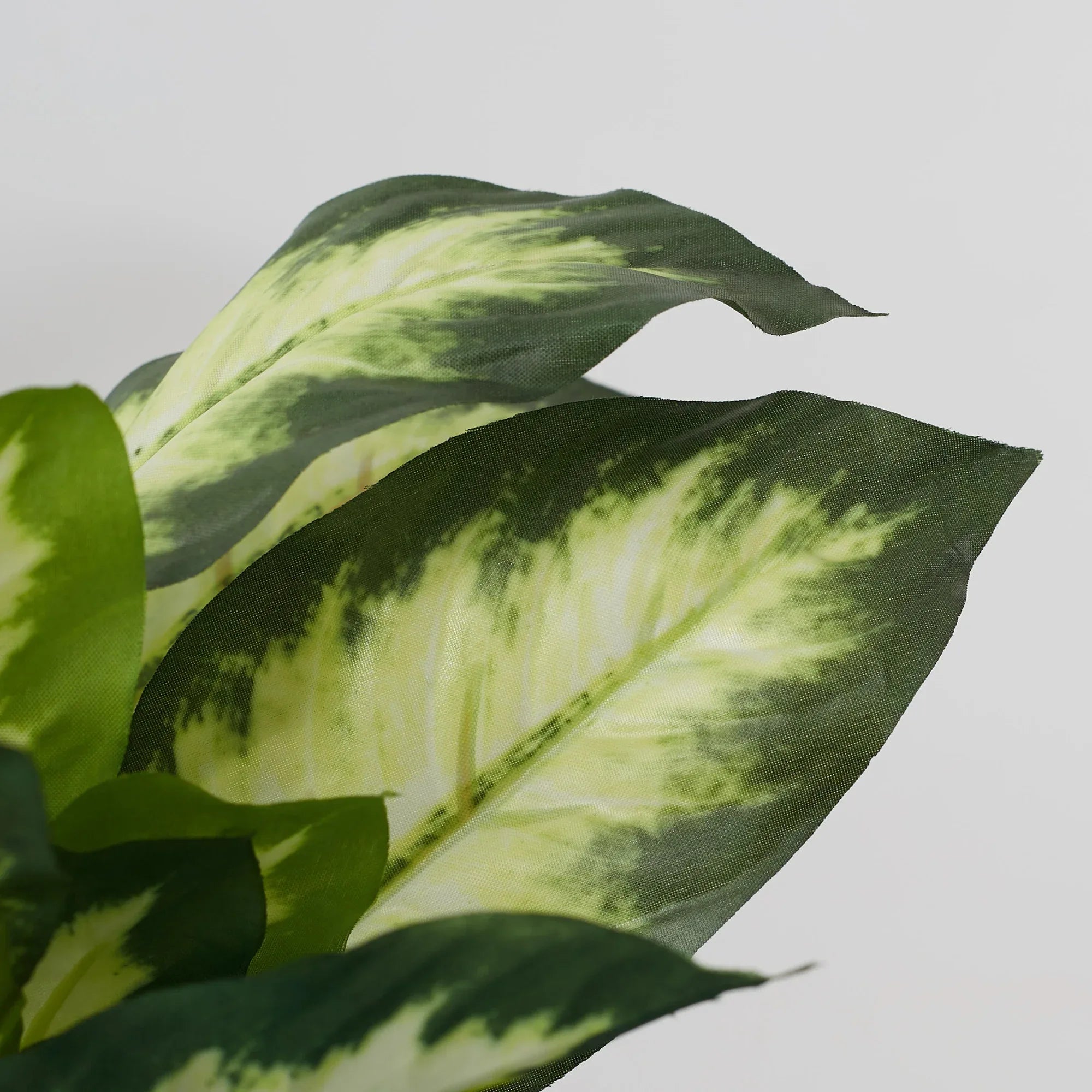 Ilana Faux Dieffnbchia 2 Ceramic Potted Plant 25 Cm in Green Colour - HomeTown