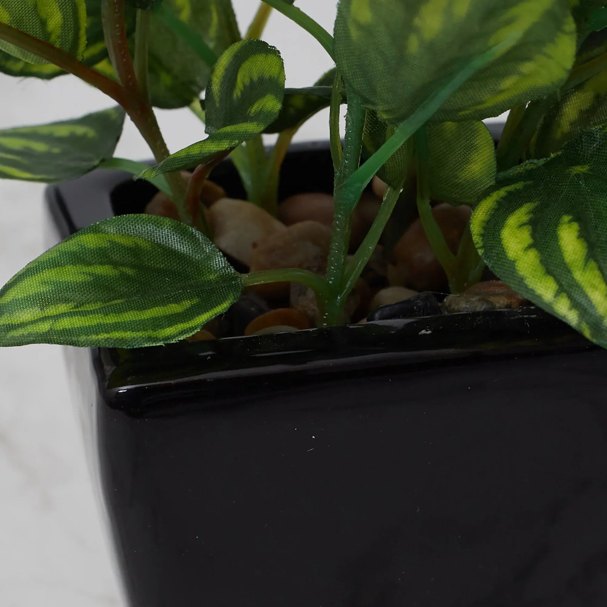 Ilana Faux Peperomia Ceramic Potted Plant 22 Cm in Green Colour - HomeTown