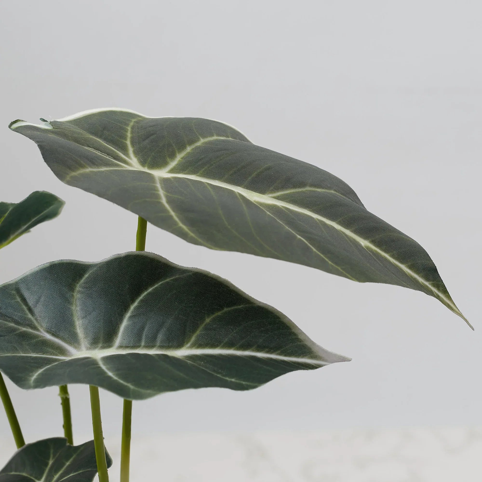 Ilana Faux Alocosia Ceramic Potted Plant 33 Cm in Green Colour - HomeTown