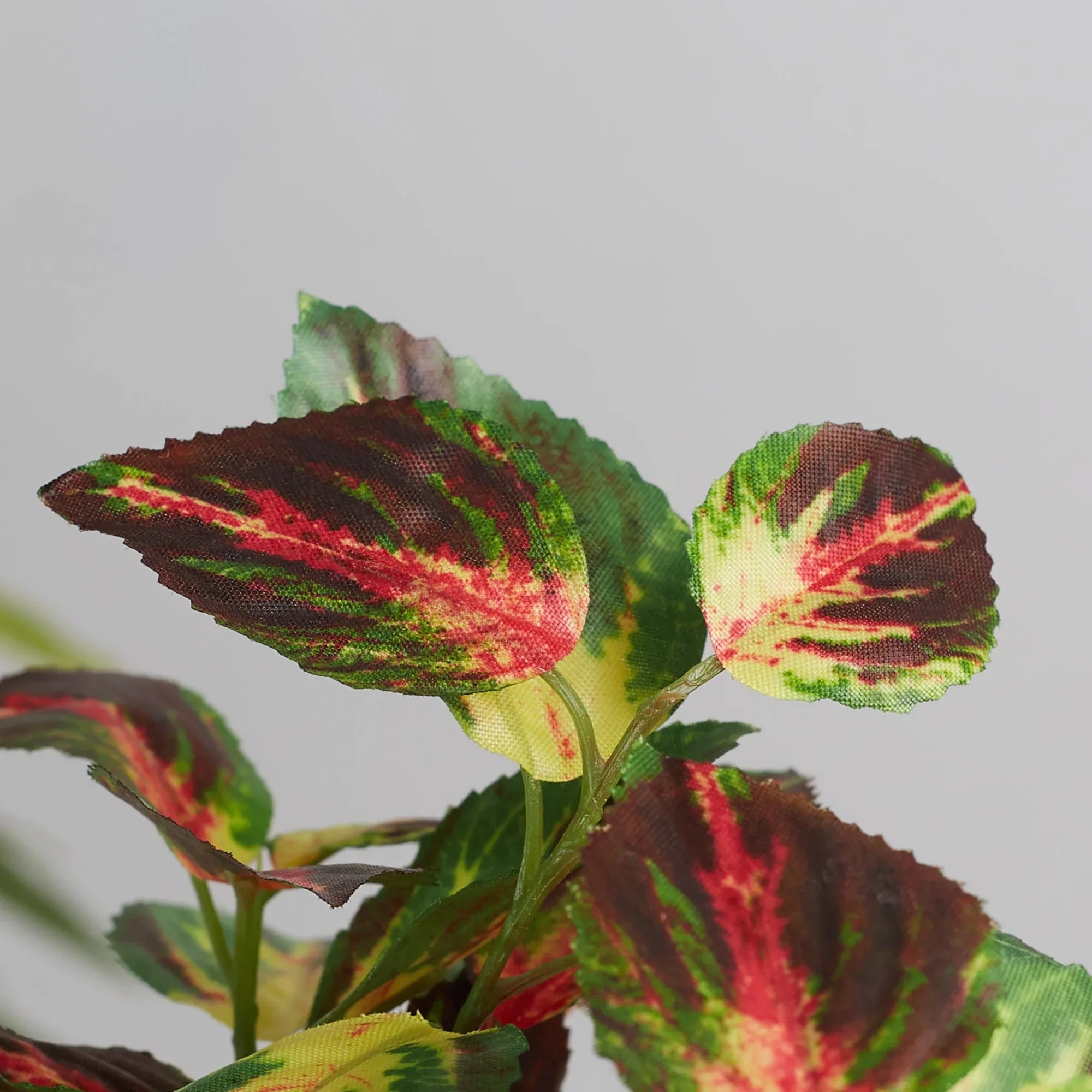 Ilana Faux Coleus Ceramic Potted Plant 19 Cm in Green Colour - HomeTown