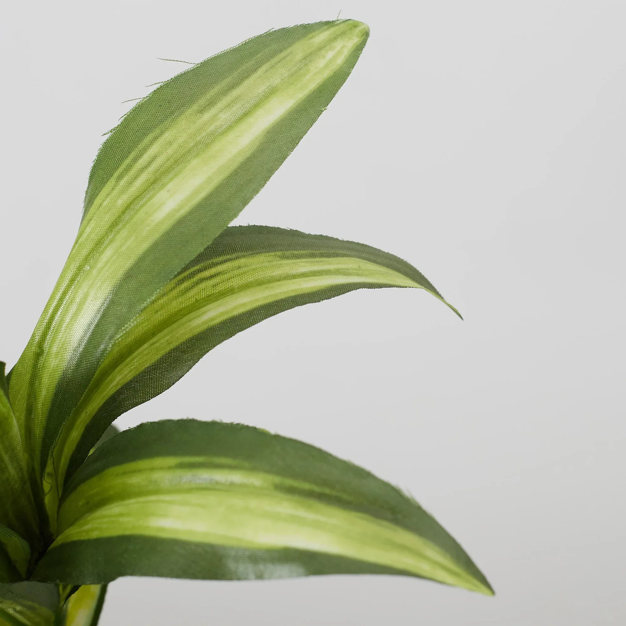 Ilana Faux Mini Dracaena 1 Ceramic Potted Plant 24 Cm in Green Colour - HomeTown