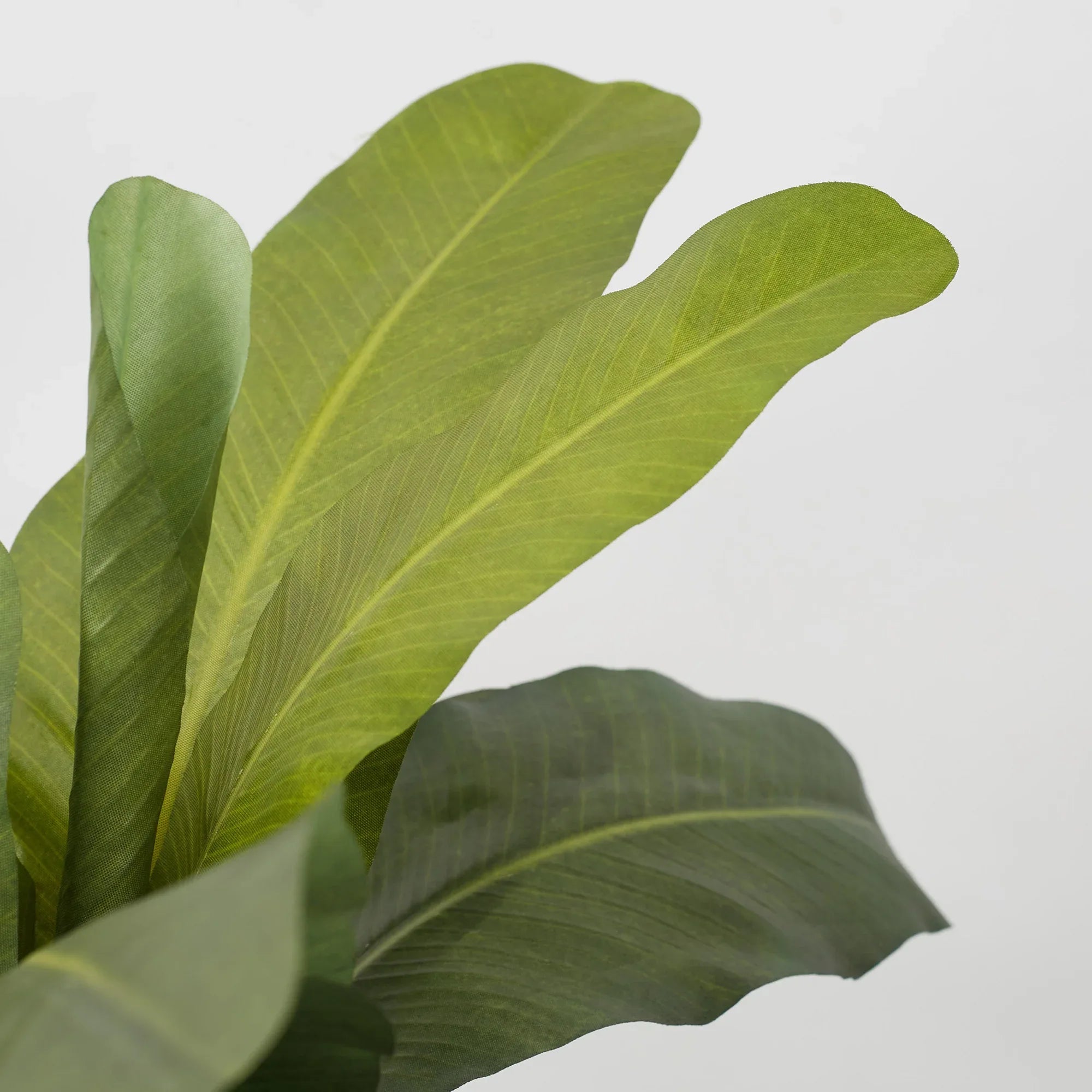 Ilana Faux Banana Ceramic Potted Plant 76 Cm in Green Colour - HomeTown