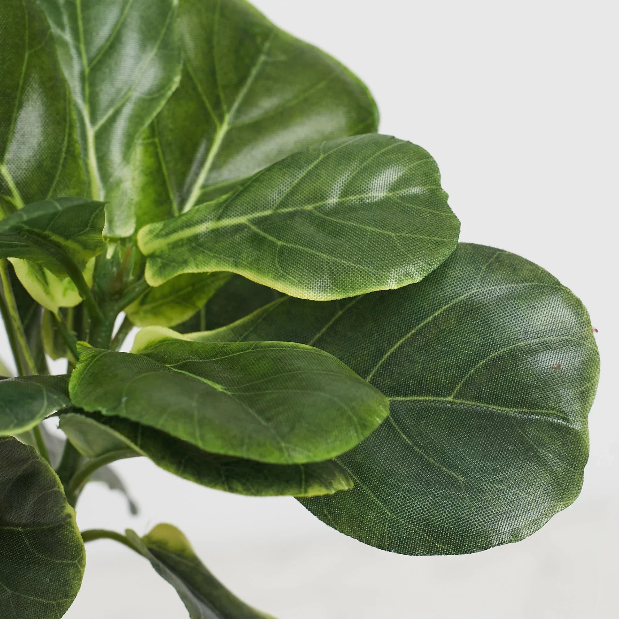 Ilana Faux Fiddle Ceramic Potted Plant 29 Cm in Green Colour - HomeTown