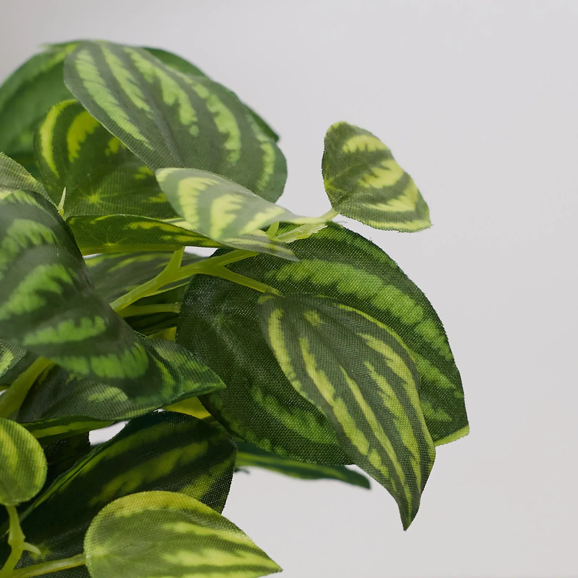 Ilana Faux Peperomia Ceramic Potted Plant 17 Cm in Green Colour - HomeTown