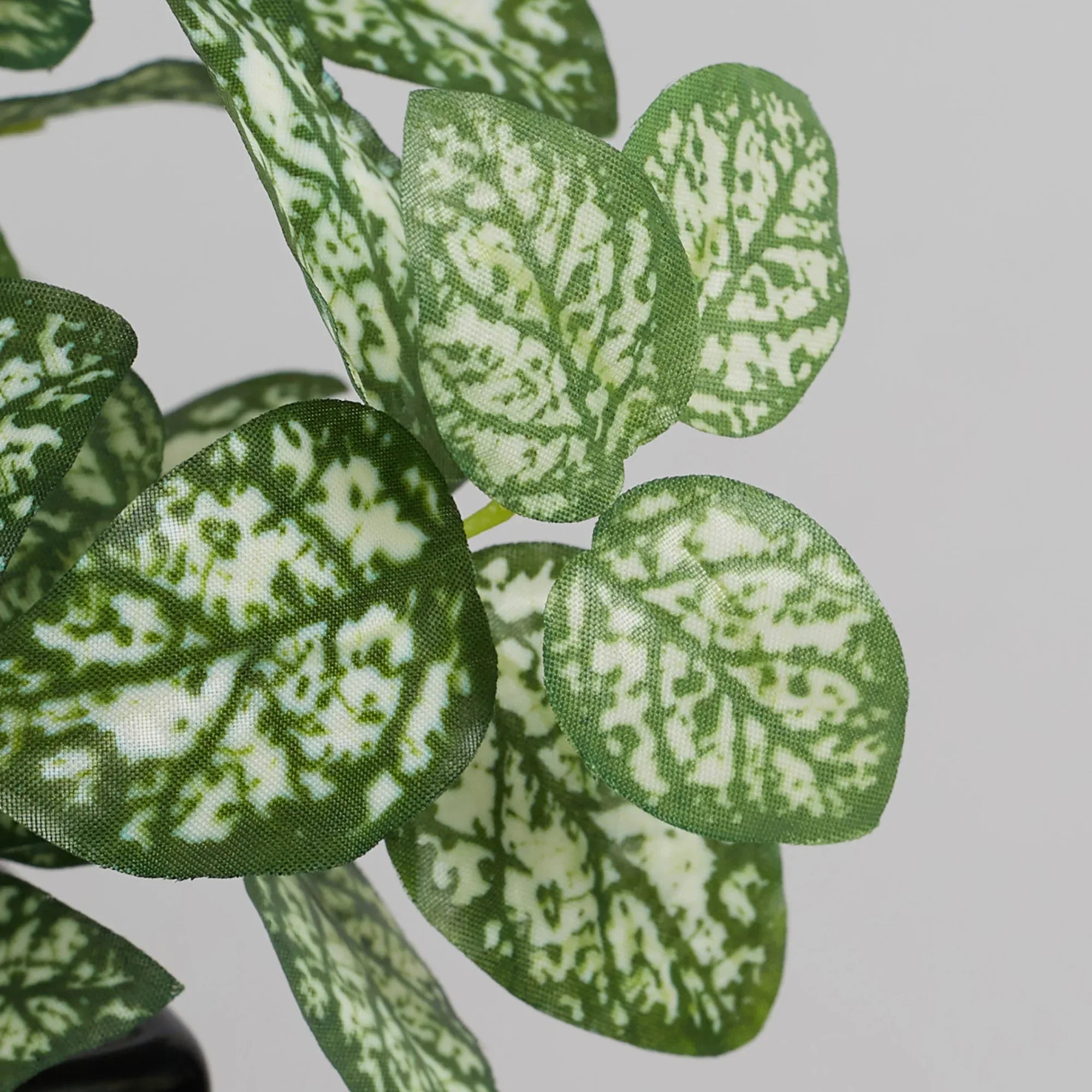 Ilana Faux Hypoestes Ceramic Potted Plant 19 Cm in Green Colour - HomeTown