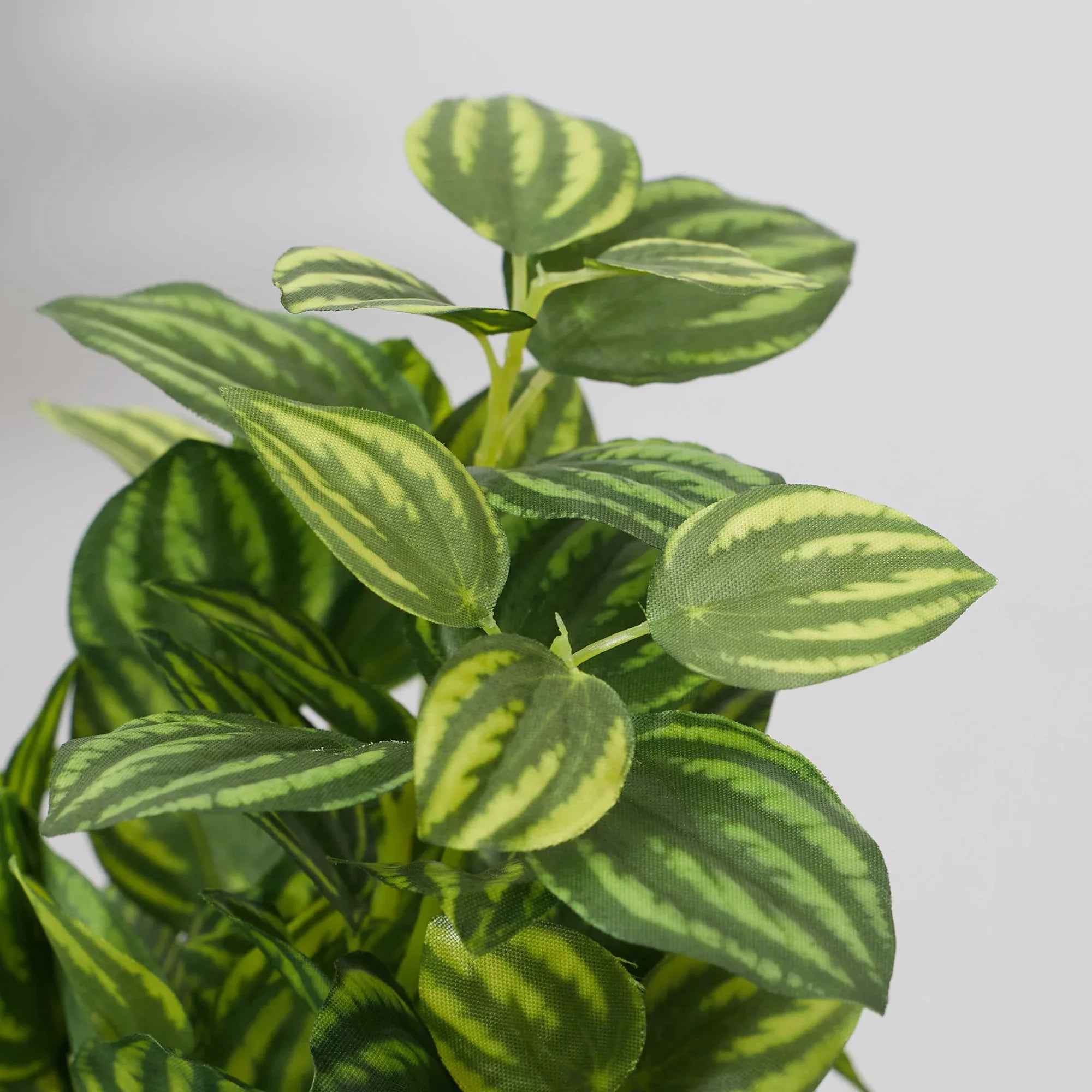 Ilana Faux Peperomia Ceramic Potted Plant 19 Cm in Green Colour - HomeTown