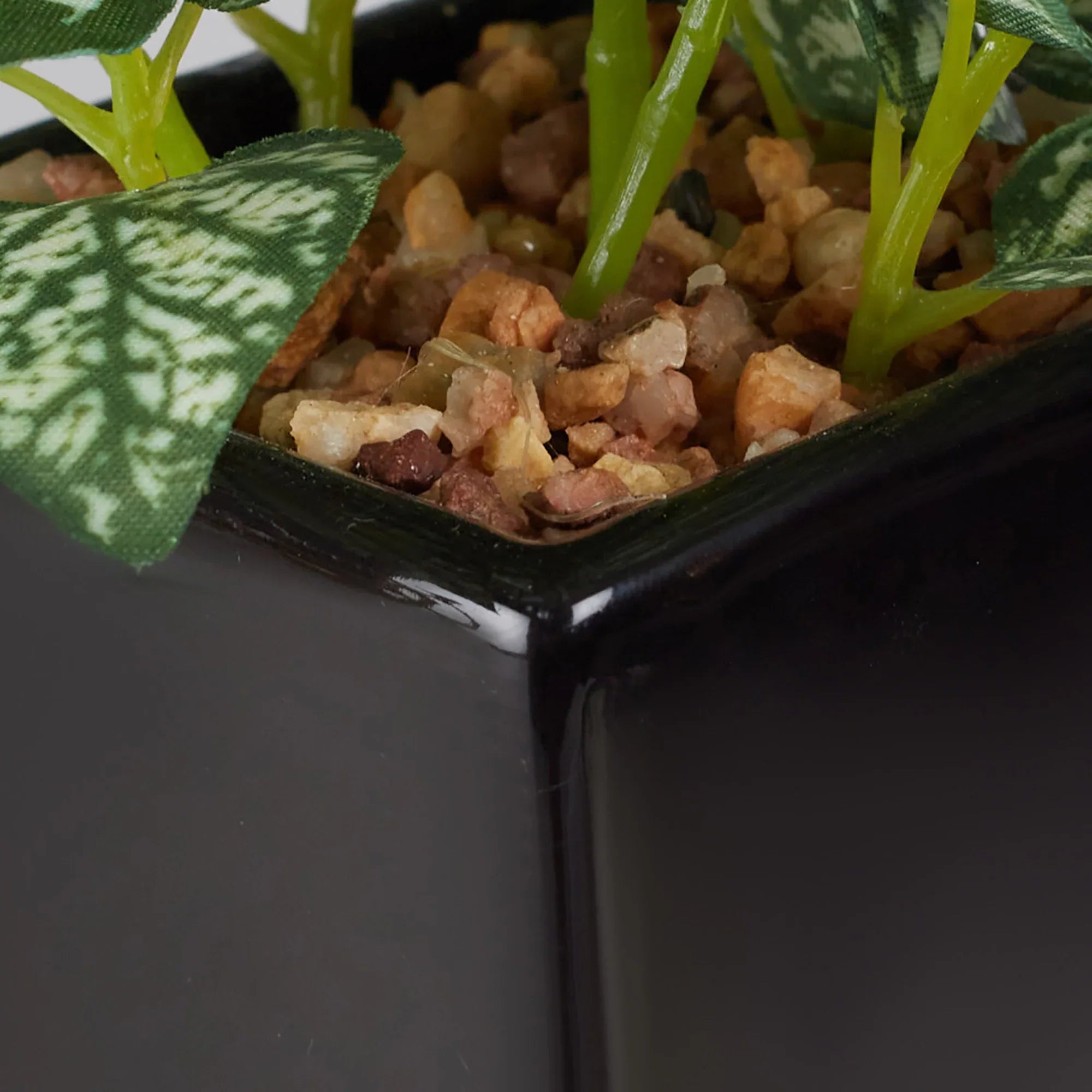 Ilana Faux Hypoestes Ceramic Potted Plant 19 Cm in Green Colour - HomeTown