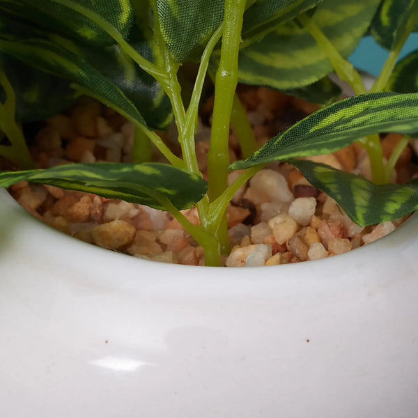 Ilana  Faux Peperomia Ceramic Potted Plant 17 Cm in Green Colour dimensions