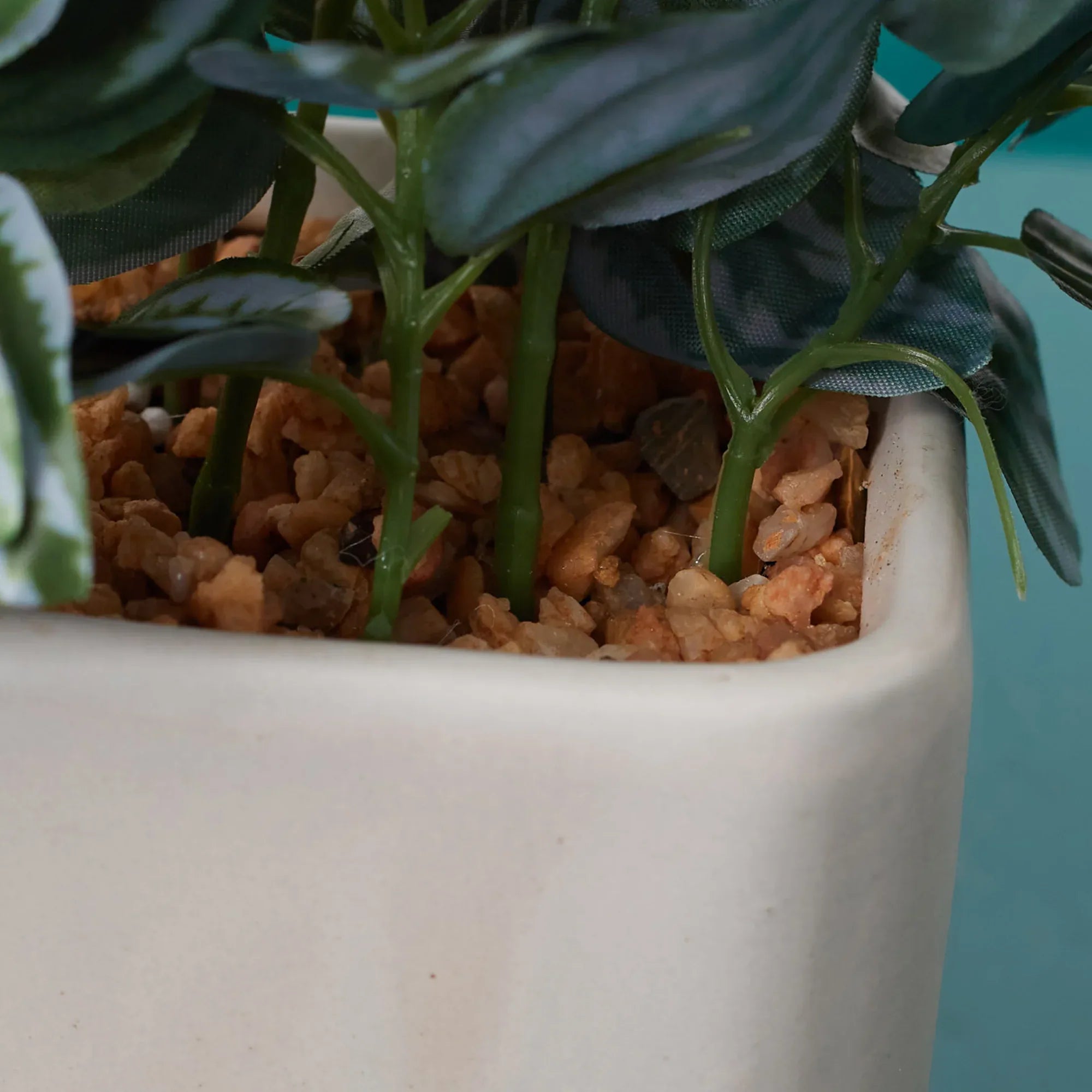 Ilana Faux Peperomia Ceramic Potted Plant 20 Cm in Green Colour - HomeTown