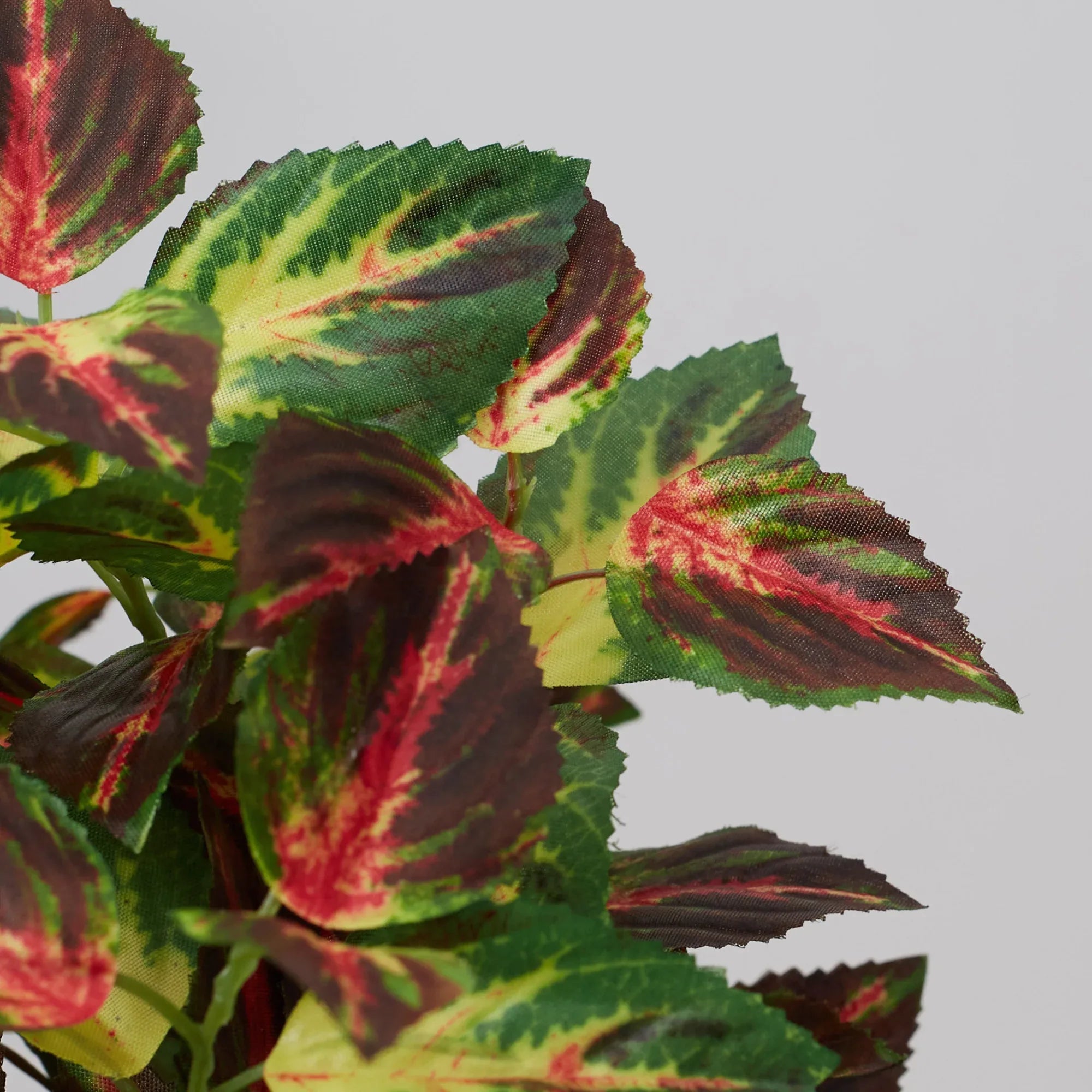 Ilana Faux Coleus Ceramic Potted Plant 24 Cm in Green Colour - HomeTown