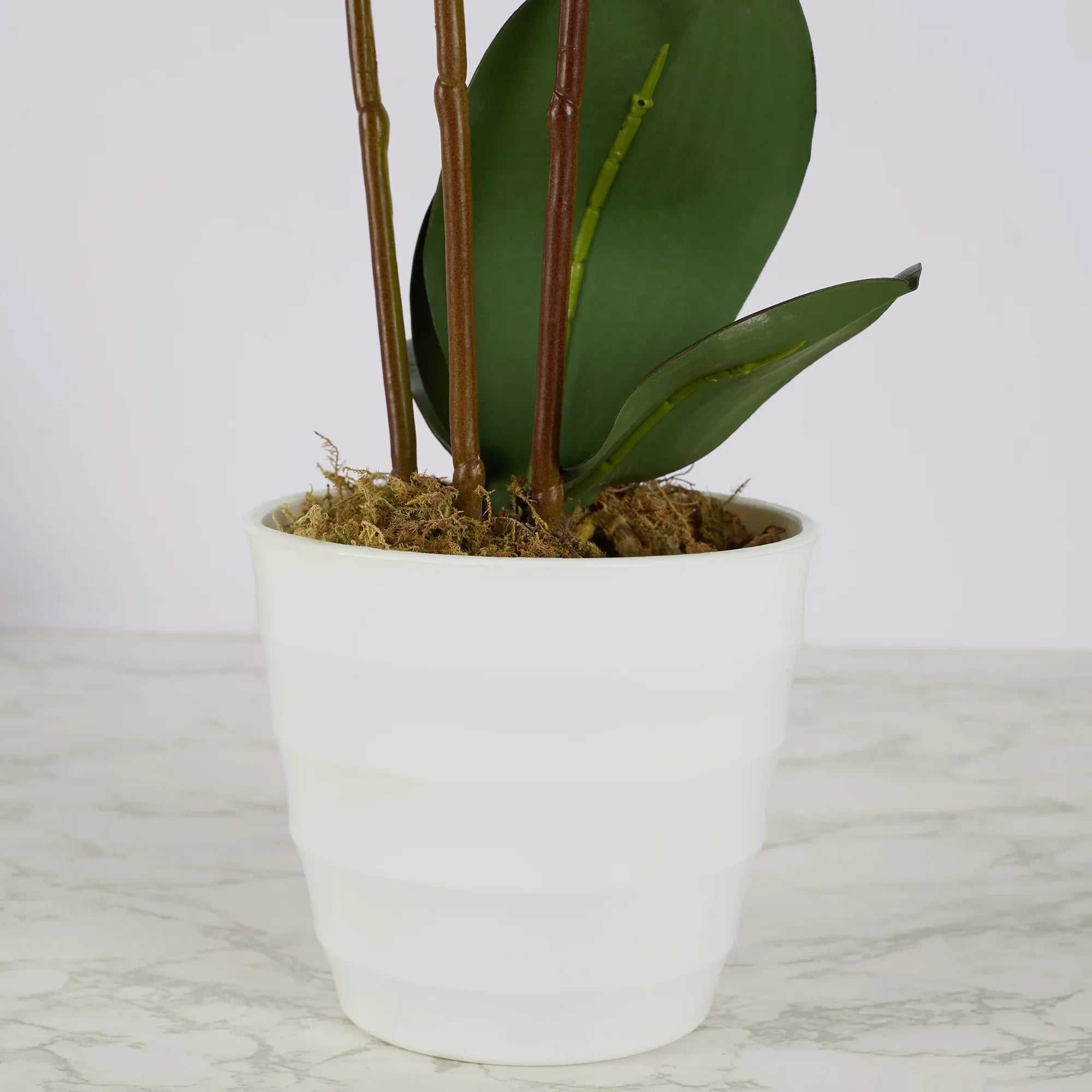 Ilana Artificial Orchid Potted Plant 55Cm in White Colour - HomeTown
