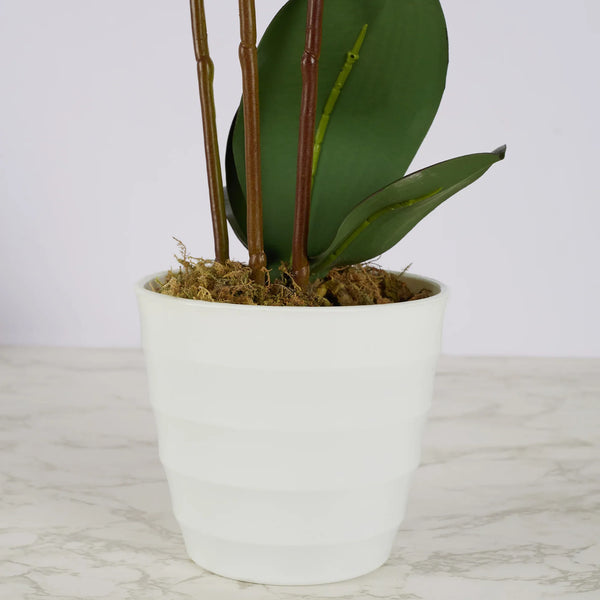 Ilana  Artificial Orchid Potted Plant 55Cm in White Colour dimensions