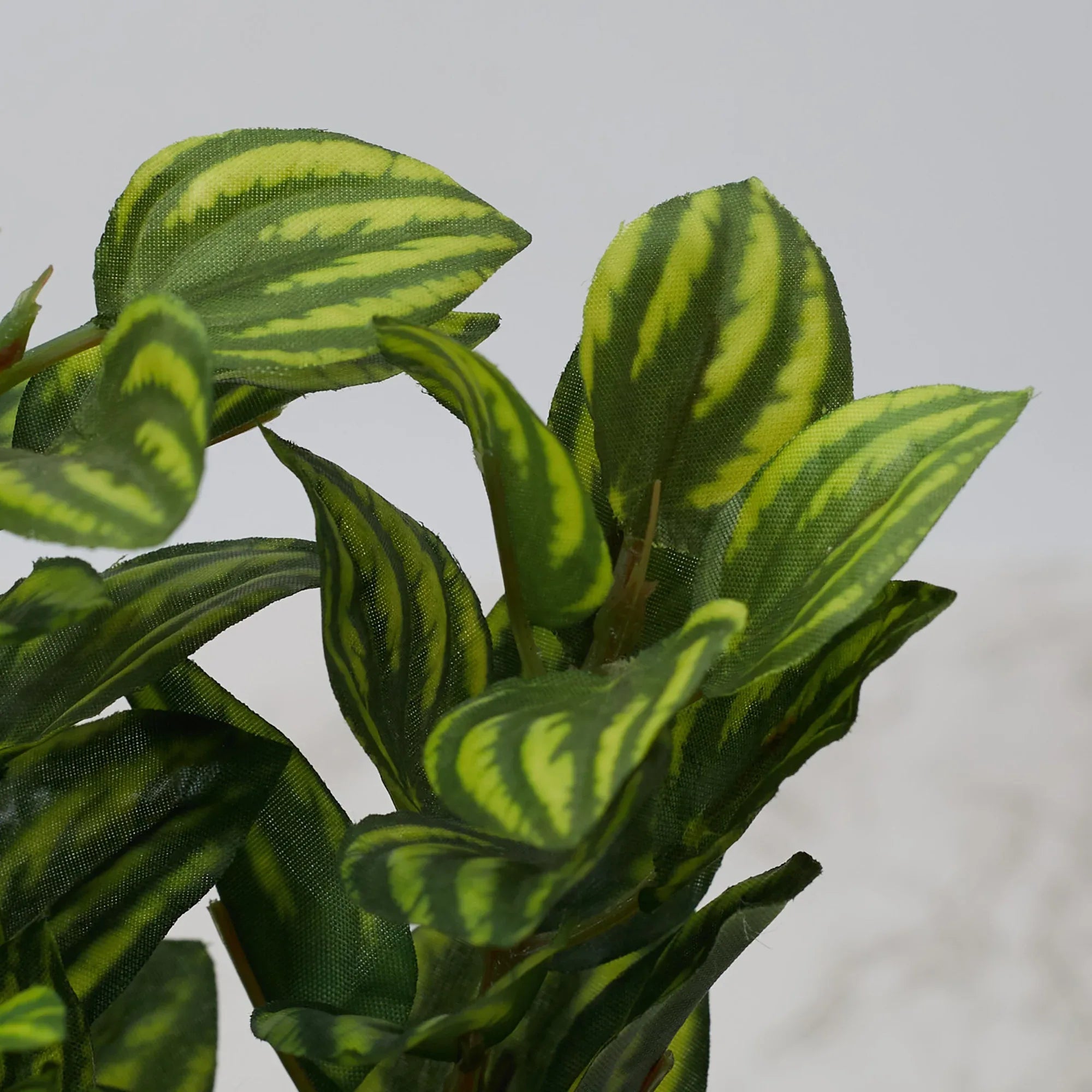 Ilana Faux Peperomia Ceramic Potted Plant 22 Cm in Green Colour - HomeTown