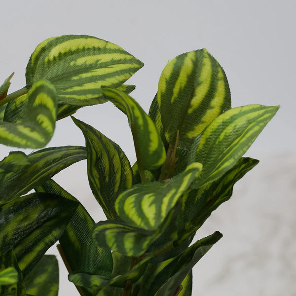 Ilana  Faux Peperomia Ceramic Potted Plant 22 Cm in Green Colour dimensions