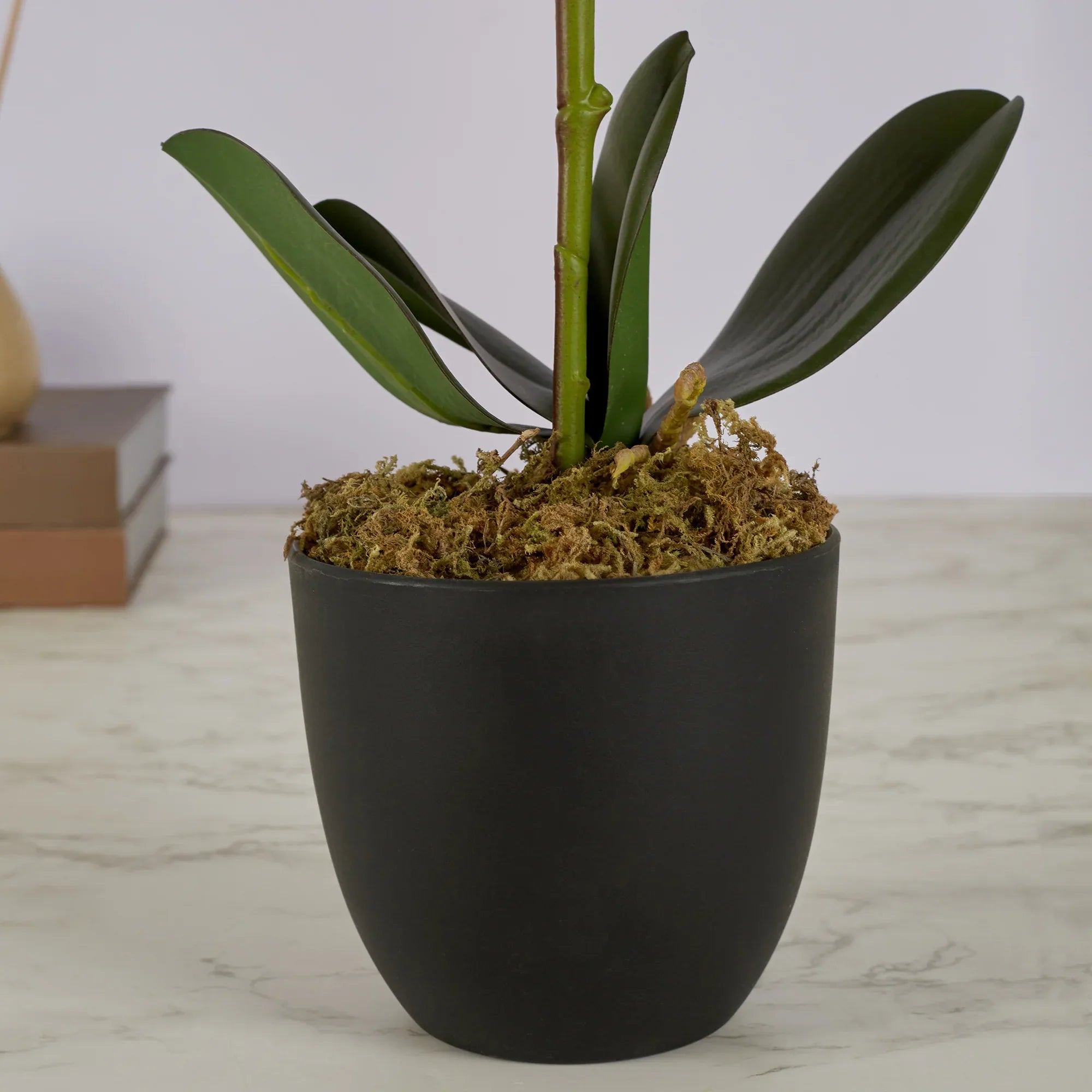 Ilana Artificial Orchid Potted Plant 40Cm in White Colour - HomeTown